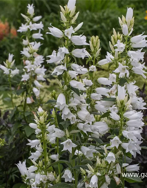 Campanula latifolia var.macrantha 'Alba'