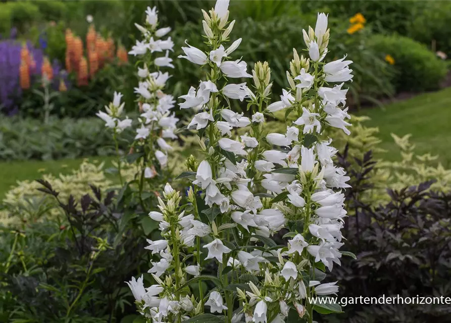 Campanula latifolia var.macrantha 'Alba'