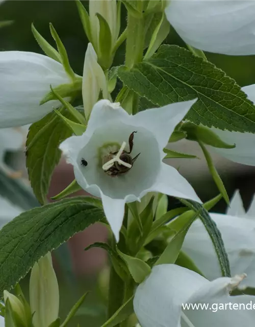 Campanula latifolia var.macrantha 'Alba'