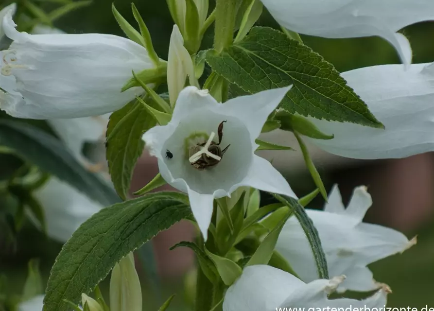 Campanula latifolia var.macrantha 'Alba'