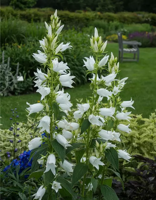 Campanula latifolia var.macrantha 'Alba'