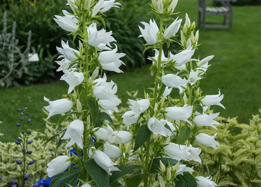 Campanula latifolia var.macrantha 'Alba'