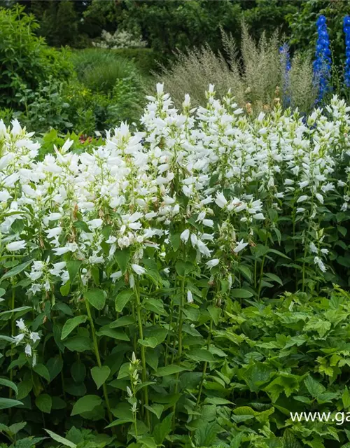 Campanula latifolia var.macrantha 'Alba'