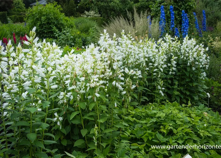 Campanula latifolia var.macrantha 'Alba'