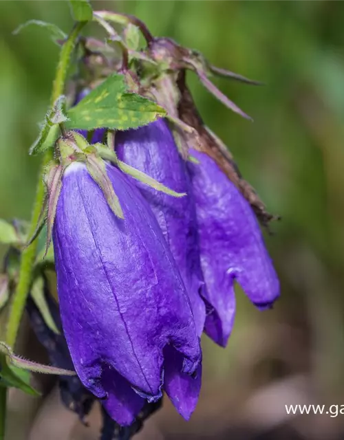 Campanula punctata 'Sarastro'