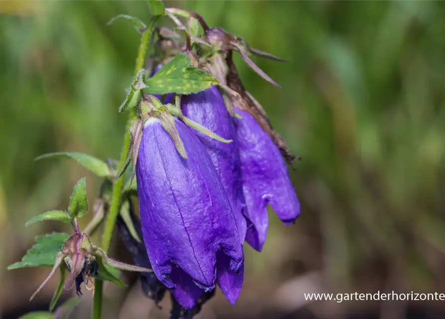 Campanula punctata 'Sarastro'