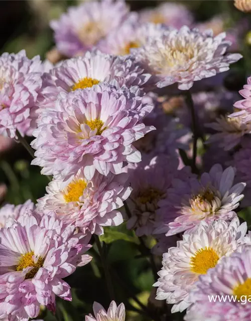 Chrysanthemum x hort.'Andante'