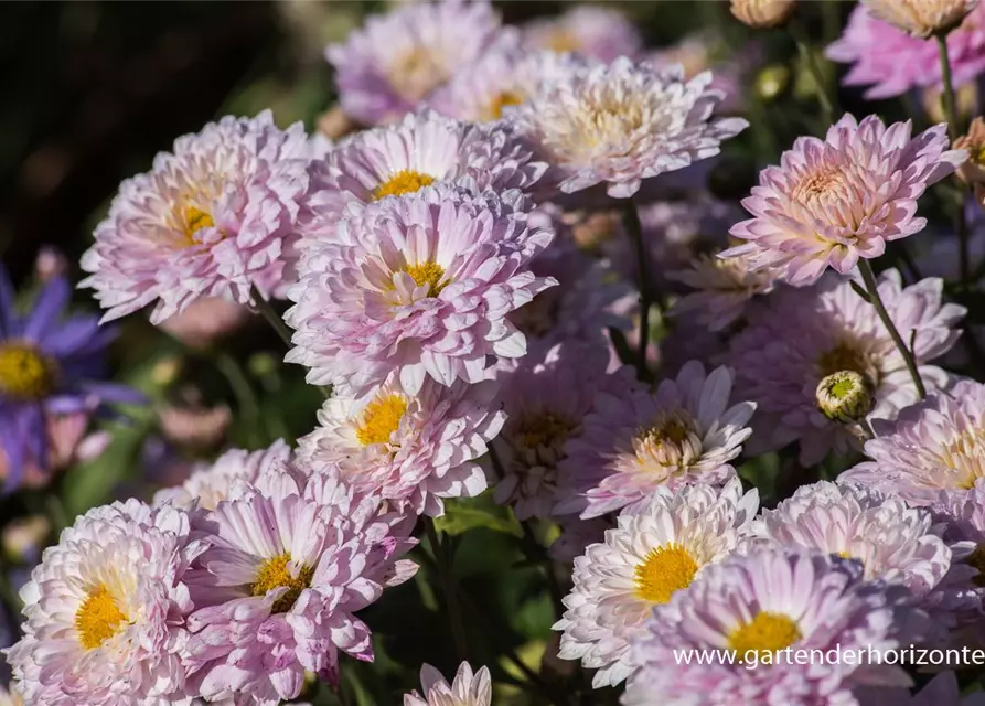 Chrysanthemum x hort.'Andante'