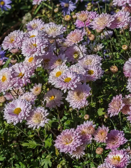 Chrysanthemum x hort.'Andante'