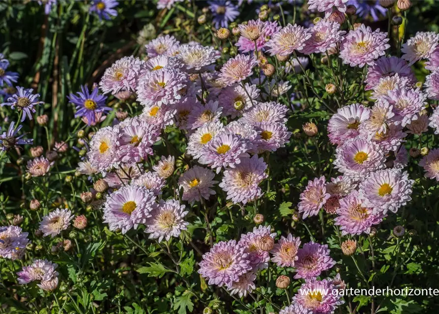 Chrysanthemum x hort.'Andante'