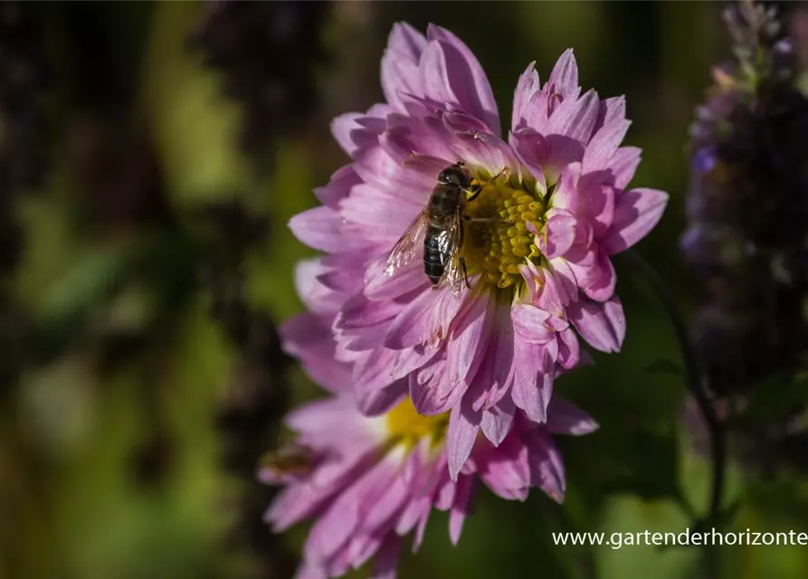 Chrysanthemum x hort.'Andante'