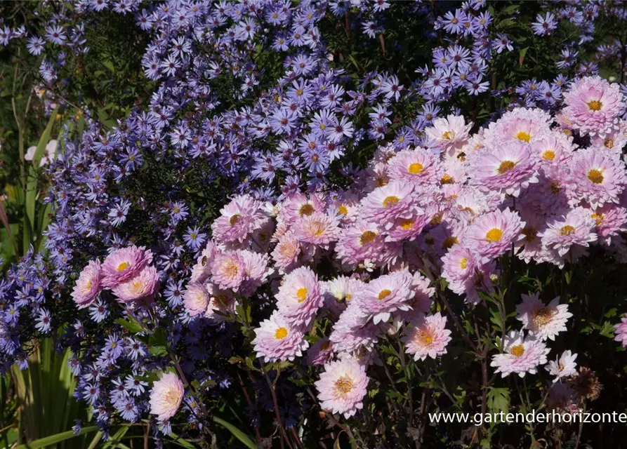 Chrysanthemum x hort.'Andante'