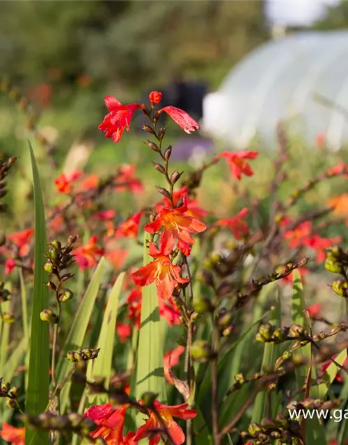 Crocosmia x crocosmiifl.'Carmine Brilliant'