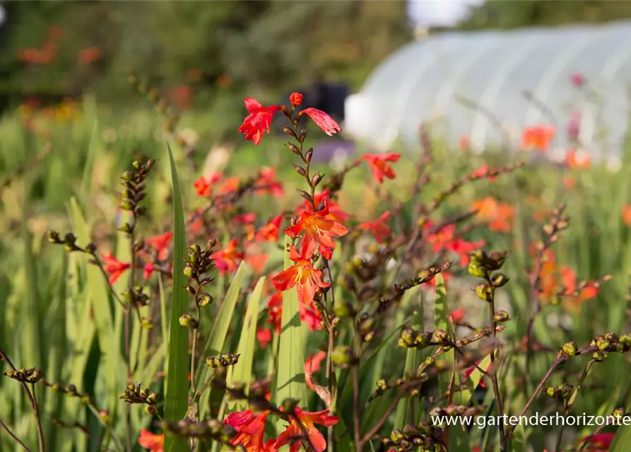 Crocosmia x crocosmiifl.'Carmine Brilliant'