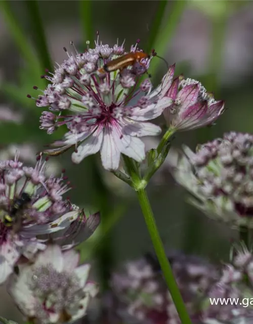 Astrantia major 'Sunningdale Variegated'