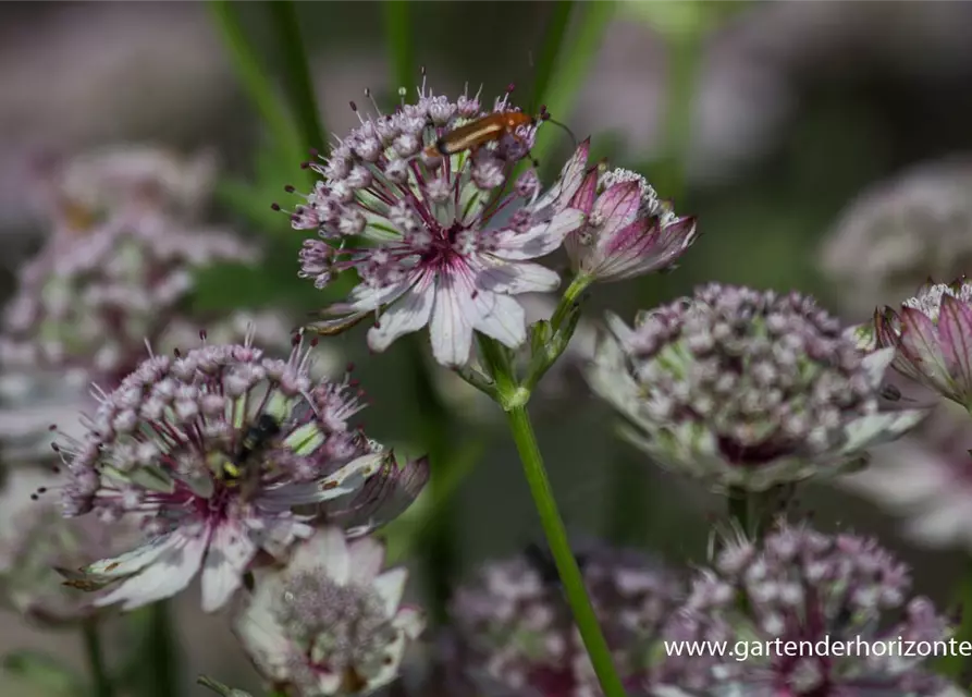 Astrantia major 'Sunningdale Variegated'