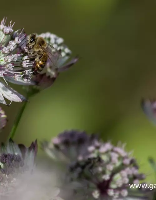 Astrantia major 'Sunningdale Variegated'