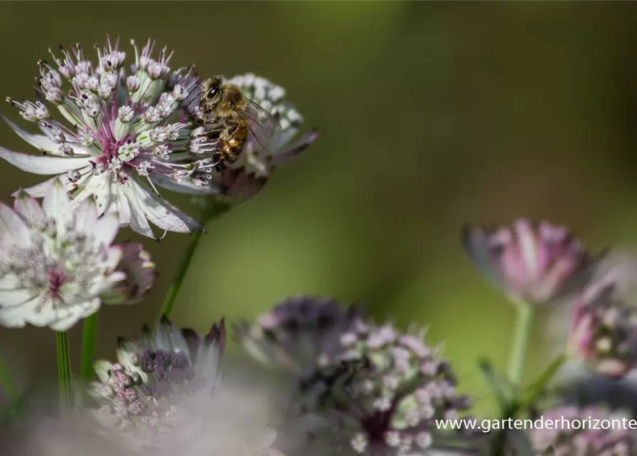 Astrantia major 'Sunningdale Variegated'