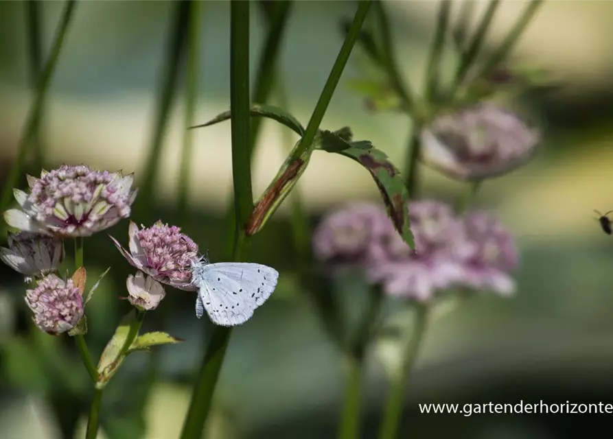 Astrantia major 'Sunningdale Variegated'