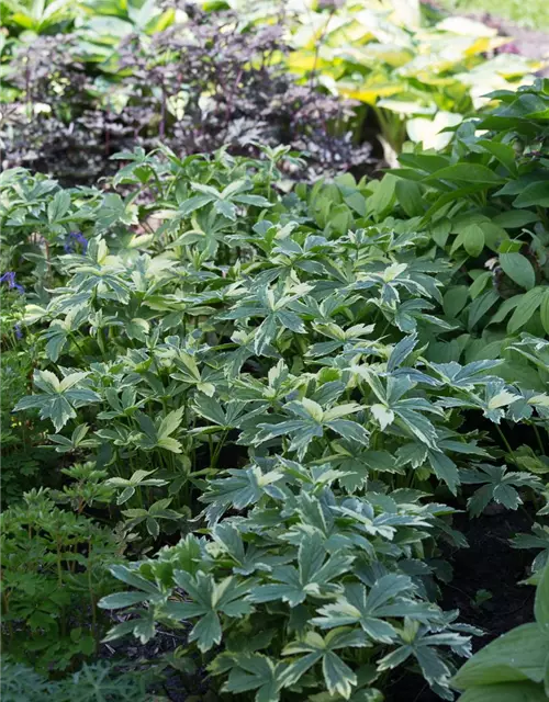 Astrantia major 'Sunningdale Variegated'