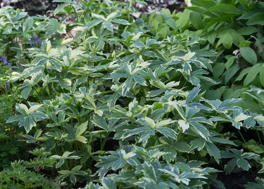 Astrantia major 'Sunningdale Variegated'