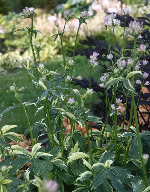 Astrantia major 'Sunningdale Variegated'