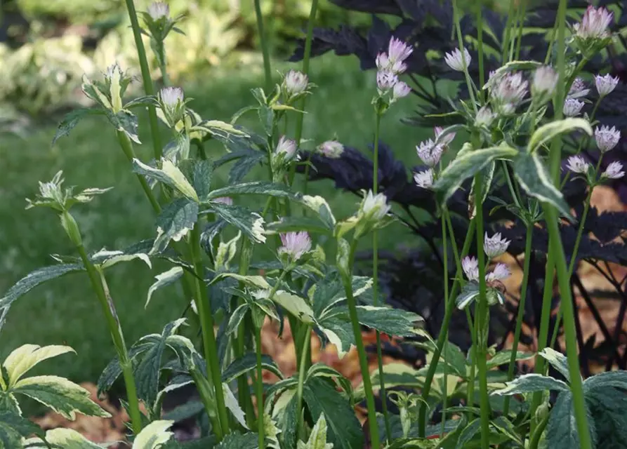 Astrantia major 'Sunningdale Variegated'