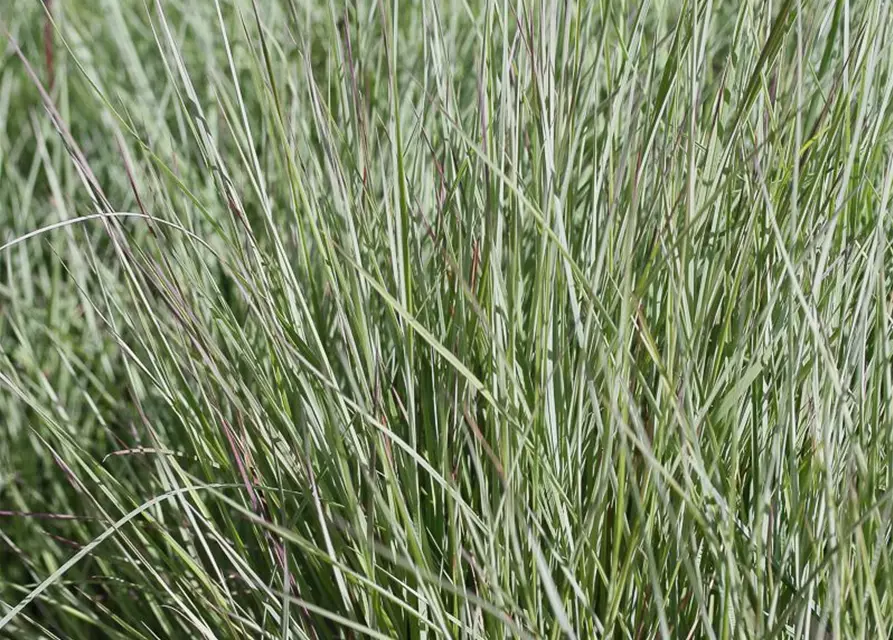 Blaugraues Garten-Präriegras 'Prairie Blues'