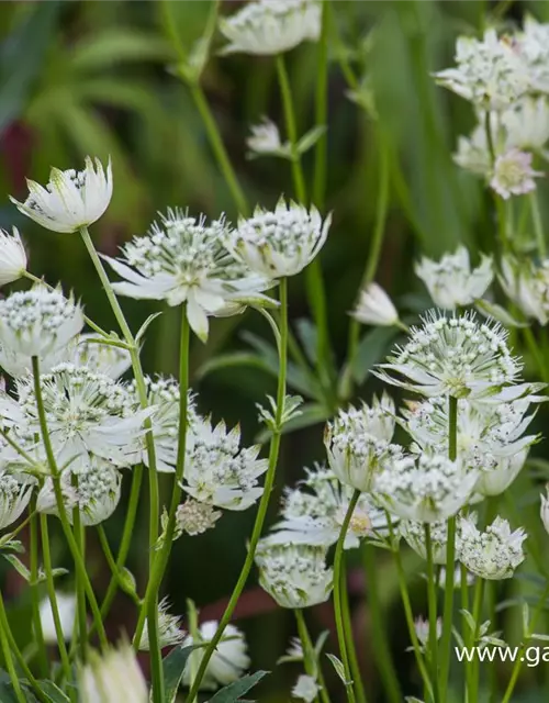 Astrantia major 'Alba'