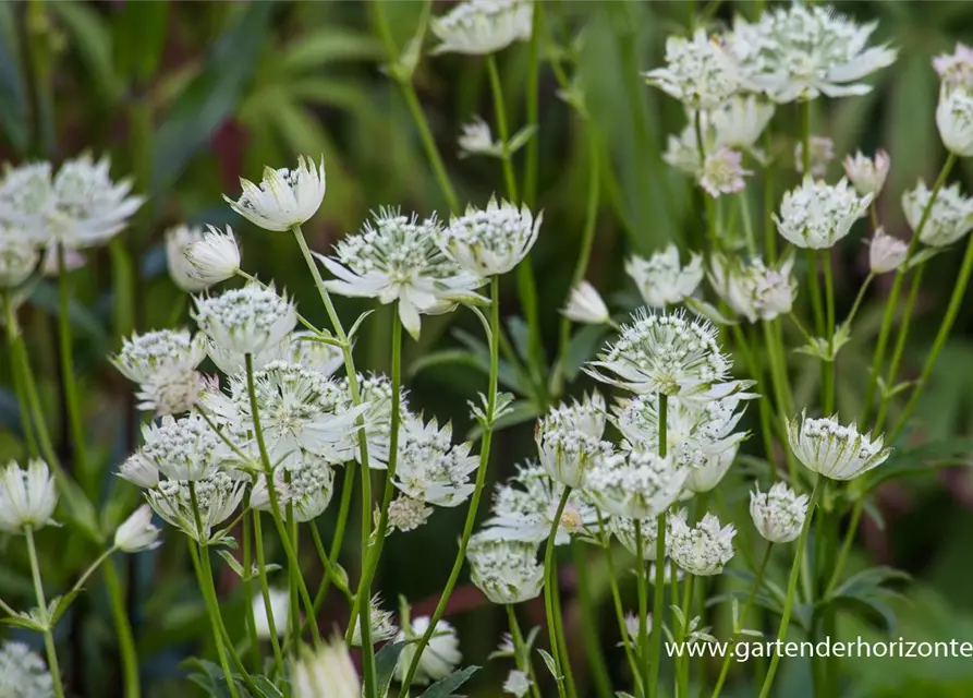 Astrantia major 'Alba'