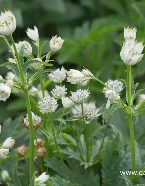 Astrantia major 'Alba'