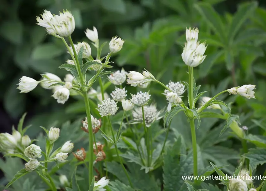 Astrantia major 'Alba'