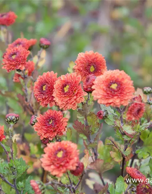 Chrysanthemum x hort.'Pizzicato'