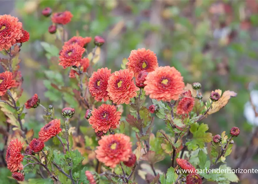 Chrysanthemum x hort.'Pizzicato'