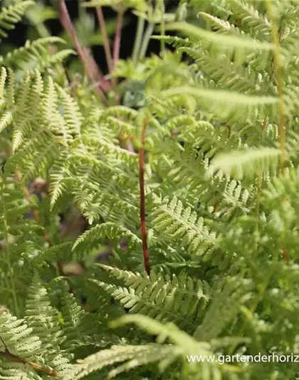 Athyrium filix-femina 'Lady in Red'