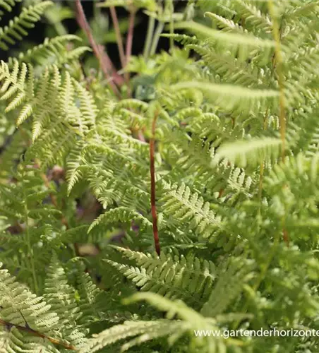 Athyrium filix-femina 'Lady in Red'