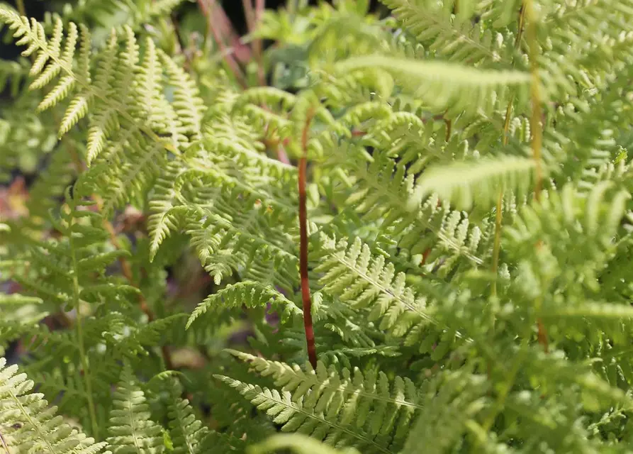 Athyrium filix-femina 'Lady in Red'