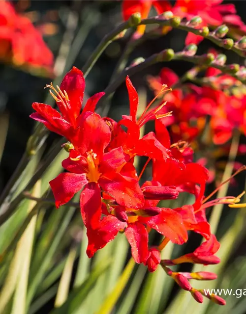 Crocosmia x crocosmiiflora 'Hellfire'