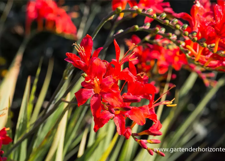 Crocosmia x crocosmiiflora 'Hellfire'