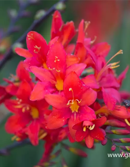 Crocosmia x crocosmiiflora 'Hellfire'