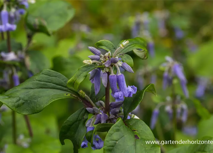 Clematis heracleifolia 'Cote d'Azur'