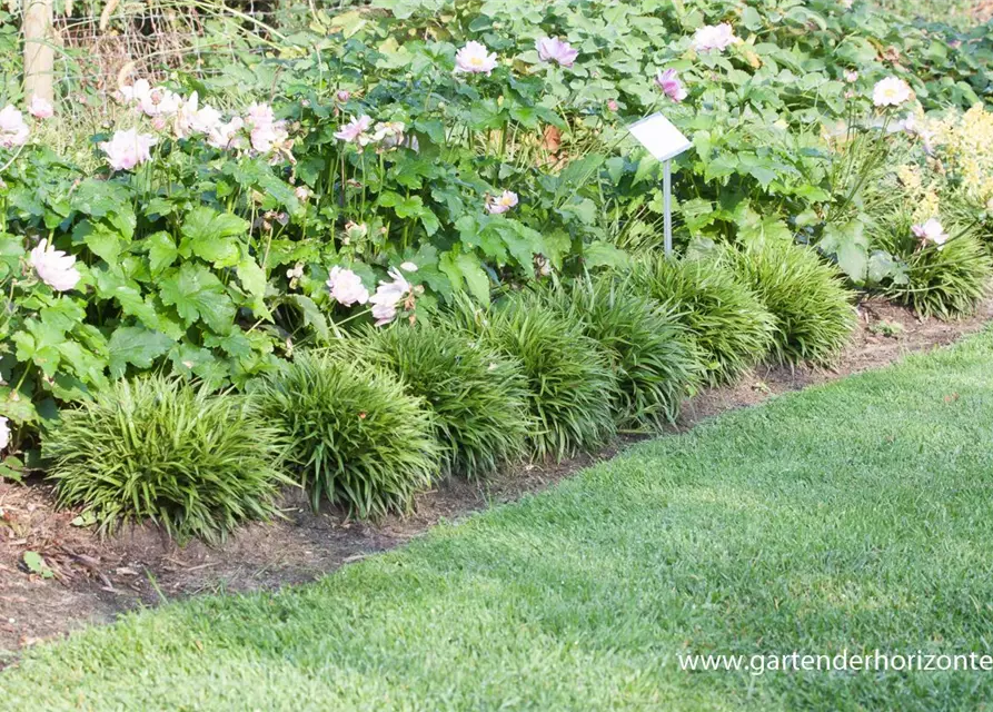 Behaarte Garten-Hainsimse 'Igel'