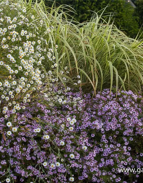 Boltonia asteroides 'Snowbank'