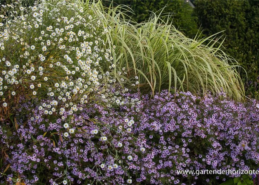 Boltonia asteroides 'Snowbank'