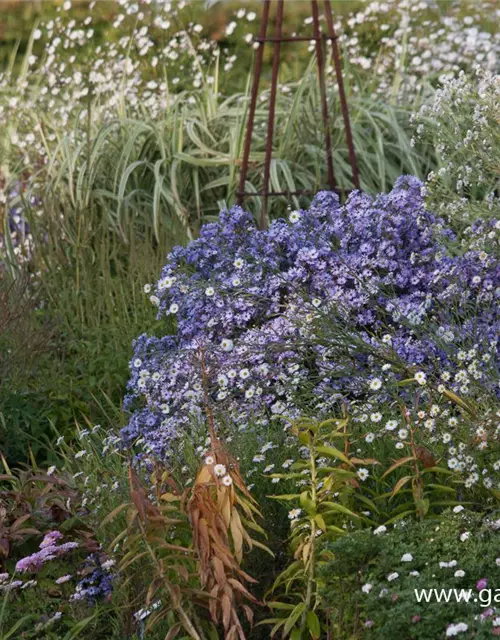 Boltonia asteroides 'Snowbank'