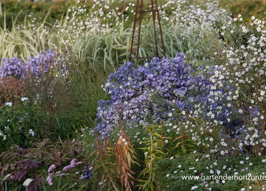 Boltonia asteroides 'Snowbank'