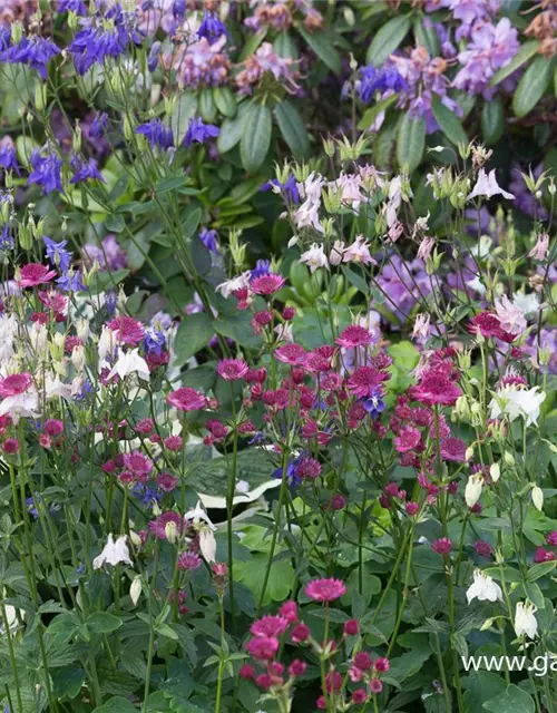 Astrantia major 'Venice' -R-