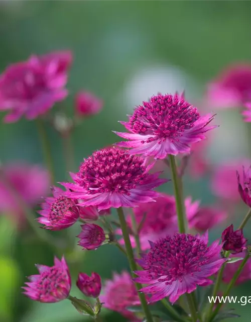 Astrantia major 'Venice' -R-