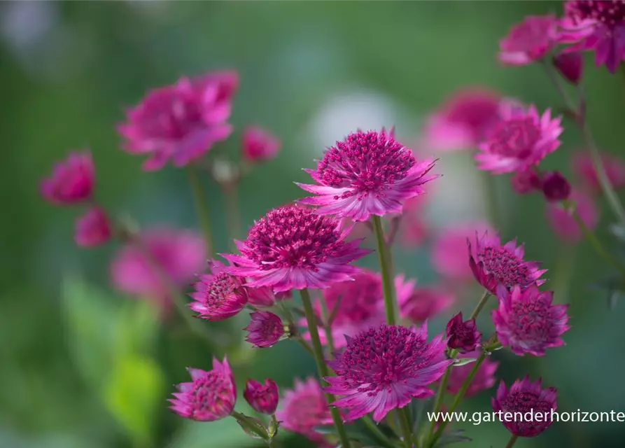 Astrantia major 'Venice' -R-