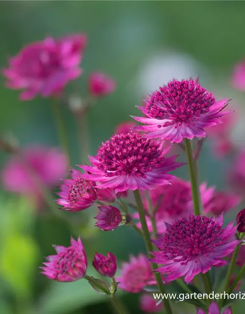 Astrantia major 'Venice' -R-